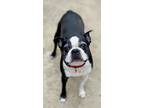 Adopt Vinny a Boston Terrier