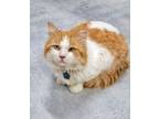 Adopt FISHSTICKS a Domestic Medium Hair