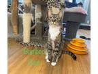 Adopt Bamboo Rain a Domestic Short Hair