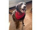 Adopt Bogart a Chocolate Labrador Retriever, Australian Shepherd