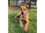 Adopt Chance a Labrador Retriever, Rhodesian Ridgeback