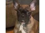 French Bulldog Puppy for sale in Norris City, IL, USA