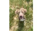 Adopt Mars a Labrador Retriever, Terrier