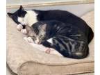 Adopt Skyy (polydactyl) Colby (Bonded pair) a Domestic Medium Hair