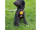 Labradoodle Puppy for sale in Chicago, IL, USA