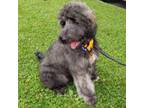 Labradoodle Puppy for sale in Chicago, IL, USA