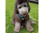 Labradoodle Puppy for sale in Chicago, IL, USA