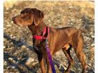 Adopt Banff a German Shorthaired Pointer