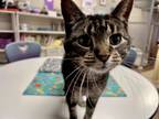 Adopt Goose a Domestic Short Hair