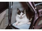 Adopt Koala a Domestic Short Hair, Tuxedo