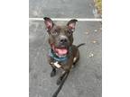 Adopt Larry a Mixed Breed