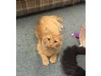 Adopt Caramel bonded with Ollie a Domestic Long Hair
