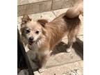 Adopt Palmer a Pomeranian