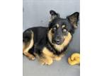 Adopt BUGS a German Shepherd Dog