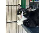 Adopt Banjo a Domestic Short Hair