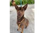 Adopt Sandy a Pharaoh Hound, Australian Kelpie