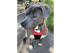 Adopt Chopper a Pit Bull Terrier, Labrador Retriever