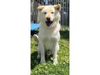 Adopt MooShoo a Chow Chow, Akita