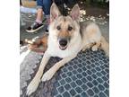 Adopt Beowulf a German Shepherd Dog, Alaskan Malamute