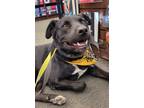 Adopt Trolley a Labrador Retriever, Mastiff