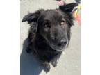 Adopt Rambo a Flat-Coated Retriever, German Shepherd Dog