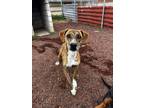 Adopt Booster a Mountain Cur