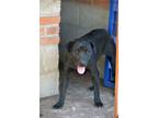 Adopt Plum a Labrador Retriever