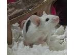 Adopt Sagebrush a Mouse