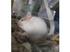 Adopt Hawkweed a Mouse