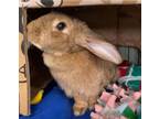 Adopt Dusty (Pen 10) a Mini Rex