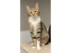 Adopt Charles a Domestic Short Hair