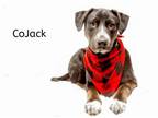 Adopt Kojak a Pointer, Black Labrador Retriever