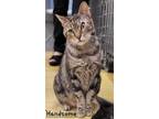 Adopt Handsome "THE ROCK" Johnson a Bengal, Tabby