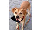 Adopt Richie a Labrador Retriever