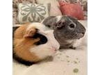 Adopt Trenton & Jasper a Guinea Pig