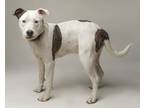 Adopt Spotty Boy a American Staffordshire Terrier