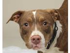 Adopt Beasty a American Staffordshire Terrier