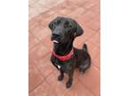 Adopt Todoric a Labrador Retriever, Coonhound