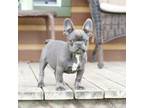 French Bulldog Puppy for sale in Taylor, TX, USA