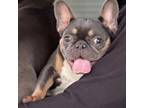 French Bulldog Puppy for sale in Taylor, TX, USA