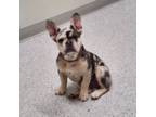 French Bulldog Puppy for sale in Sandy, UT, USA