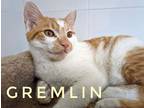 Adopt Gremlin a Orange or Red Tabby Domestic Shorthair / Mixed (short coat) cat