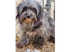 Adopt Merelene a Merle Aussiedoodle / Mixed dog in Russellville, KY (37939941)