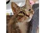 Adopt Dani a Tiger Striped Domestic Shorthair cat in Frankfort, KY (37728162)