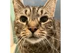 Adopt Tiger a Domestic Shorthair / Mixed (short coat) cat in South Bend