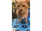 Adopt Nugget a Tan or Fawn (Mostly) Domestic Shorthair (short coat) cat in