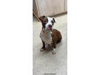 Adopt F23 FC 353 Callie a Brown/Chocolate American Pit Bull Terrier / Mixed dog