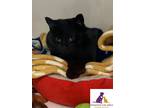 Adopt Tofu a All Black Domestic Shorthair (short coat) cat in Eighty Four
