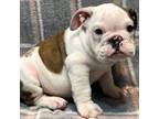 Bulldog Puppy for sale in Pensacola, FL, USA