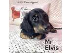 Mr Elvis